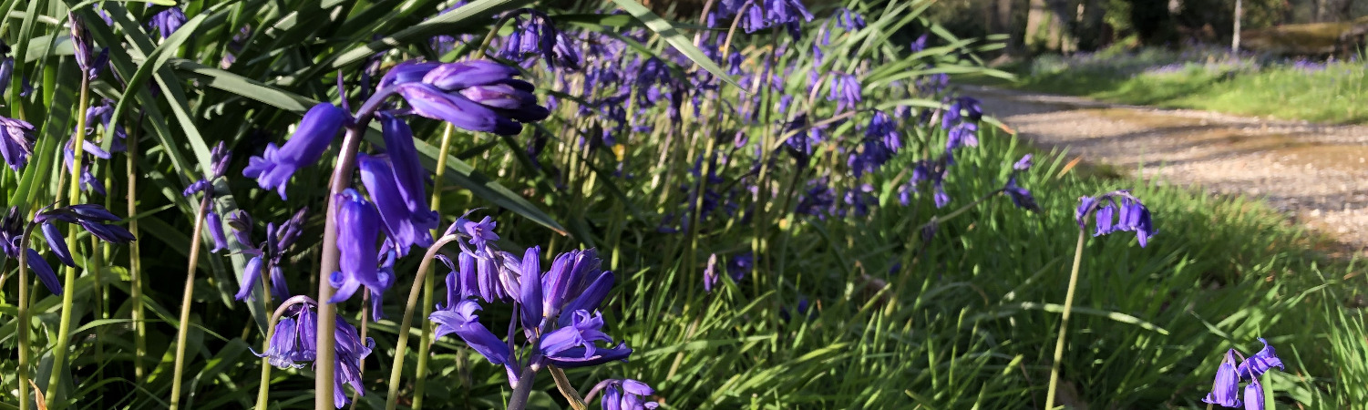 Bluebell verge