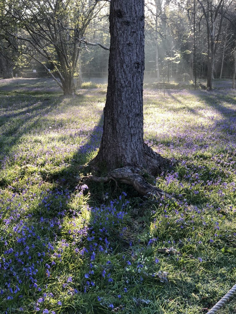 Sunrise behind tree in Parc Lye
