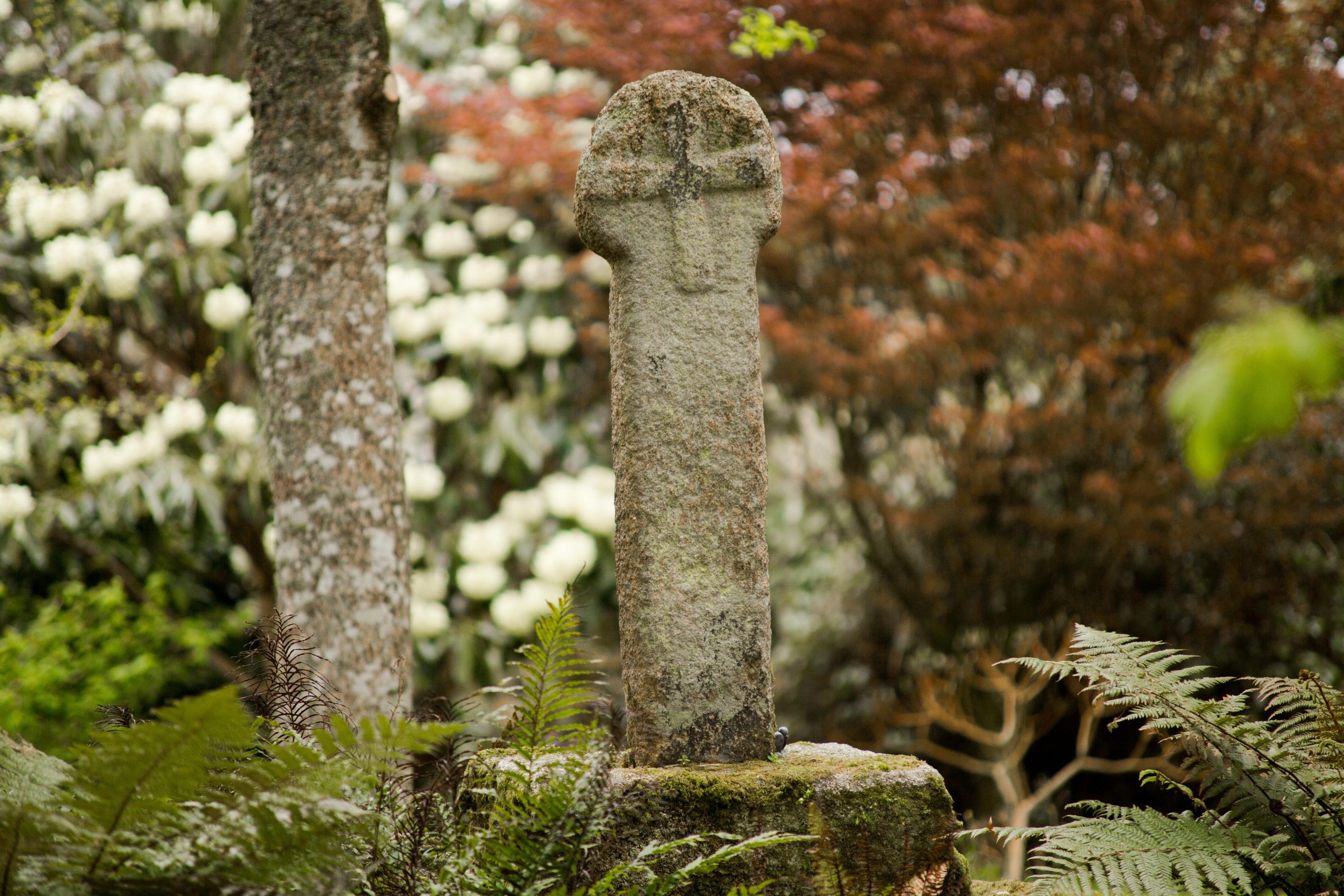 Cornish cross