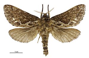 The male Aoraia enysii, also known as the forest ghost moth
